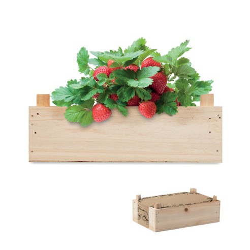 Strawberry kit in wooden crate STRAWBERRY